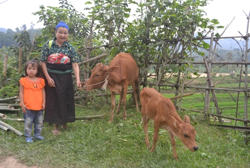 With a Cow, New Hope is Born